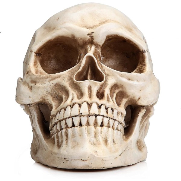 Naturlig storlek Human Skull Model 1:1 Replica Realistic Human Adult Skull _y