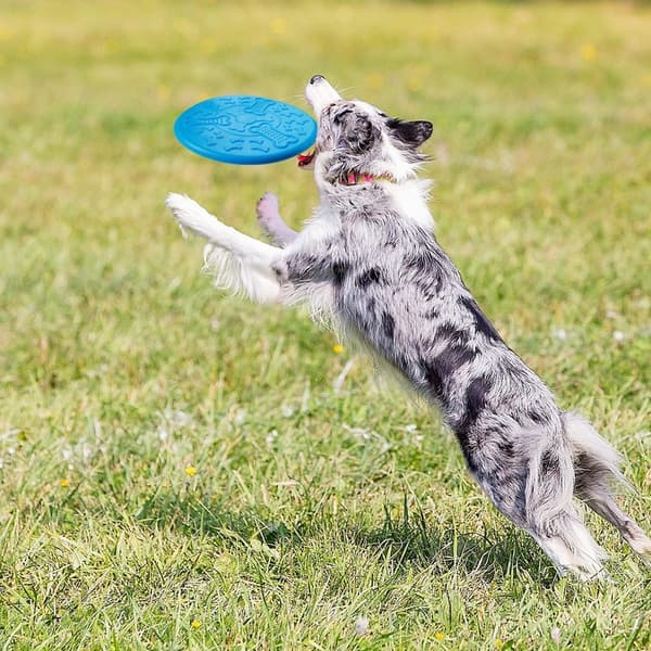 Frisbee Hundleksak2 HunddiskFrisbee HundleksakAnvänds för Stora Hundar Utomhusaktiviteter