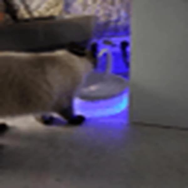 Swan vattenfontän för katt och hund – Automatisk cirkulation, USB-kontakt