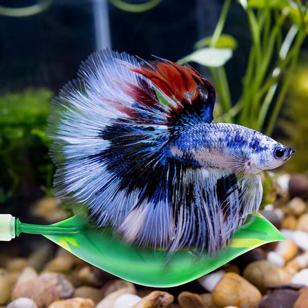 Betta Bed Leaf Hängmatta Silikon Betta Fish Resting Leaf, No BPA 4 st