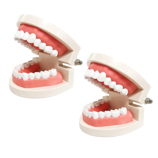 2-pack standard tandmodeller, tandvård för barn, undervisningsmaterial för vuxna
