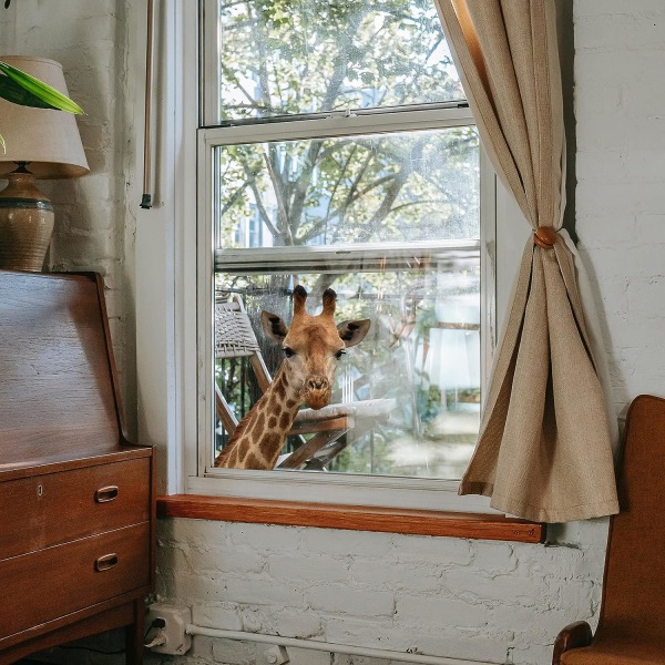 4 st roliga giraff väggfönster dekal söta djur dekaler realistiska tittande (stil 2) color 4
