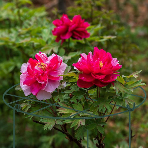 2 st blomsterstödringar, burväxtstöd, bågar med 3 st ben för tunga blommor (18'')
