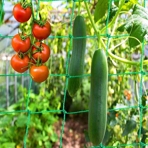 Klatrenet med stor maskestørrelse til planters vækst 1.8*3.6m