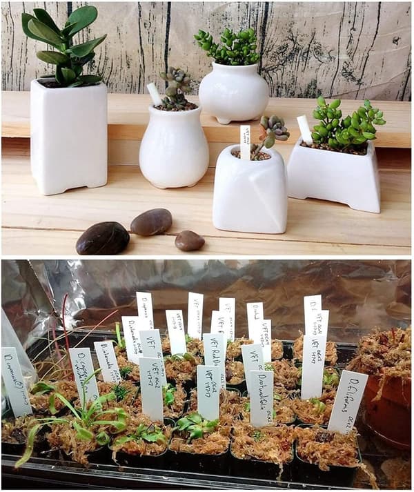 NineClouds 100 stk. plastplantetiketter - hvit, 10 cm