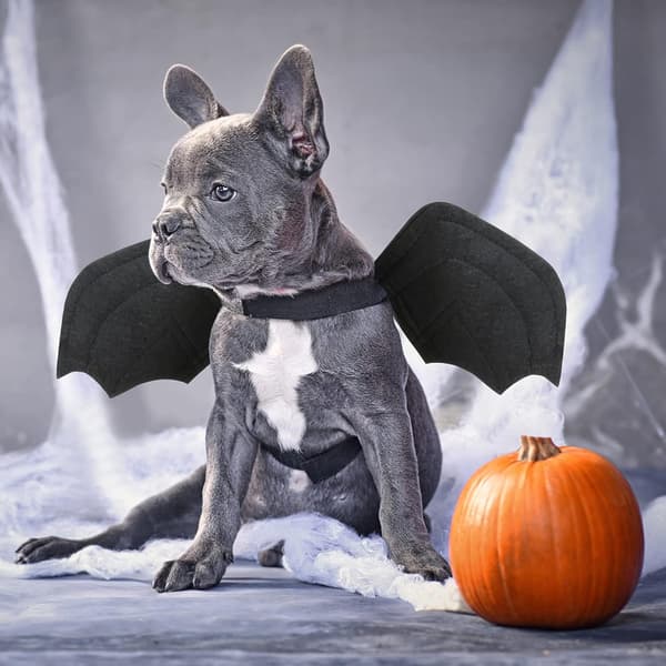 Halloween flagermusvinger kæledyrskostumer til hunde katte Halloweenfest medium m