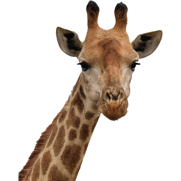4 st roliga giraffväggfönsterdekaler Söta djurdekaler Realistisk kika (stil 2) color 4