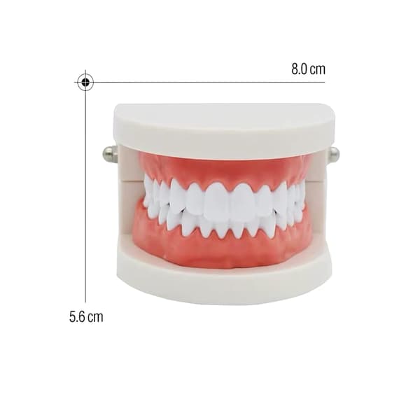 2-pack standard tandmodeller, tandvård för barn, undervisningsmaterial för vuxna