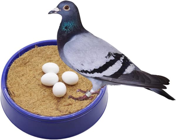 12 stk. simulerte falske dueegg i solid plast for klekking og avl