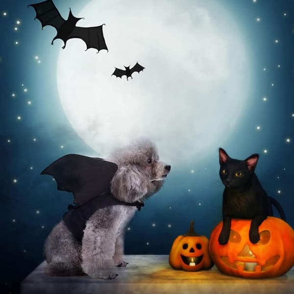Halloween flagermusvinger kæledyrskostumer til hunde katte Halloweenfest medium m