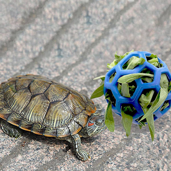 Sköldpaddsmatboll Leksak Höfoder Hängande Matning Gräsboll Hållare Leksak, Blå blue