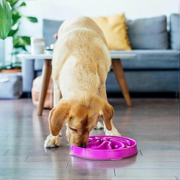 DLM Outward Hound Fun Feeder Slo Bowl, langsom foder-skål til hunde, stor/almindelig, lilla A