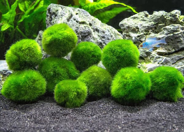10 Marimo Moss Baller 2,5 cm, Simuleringsgrønn algeball