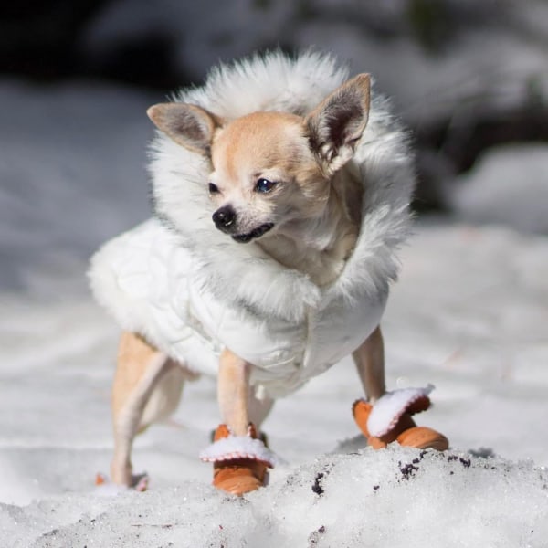 Hundstövlar, hundskor för små hundar Chihuahua, Anti-halk tassskydd för snövinter (brun, S)