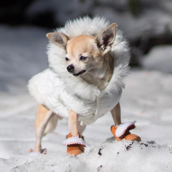 Koirakengät, koirakengät pienille koirille Chihuahua, liukueste tassusuojat lumelle talvelle (Ruskea, S)