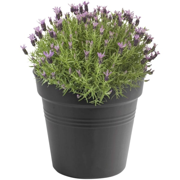 Botanical flowerpot, 17 x H 15.6 cm colorful flowerpot, indoor/outdoor plastic flowerpot 13 - Planting pot - dark grey