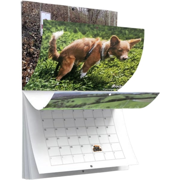 2024 Kalender med hundar som bajsar vackra platser | Väggkonst månatlig familjekalender | Kalender för hundpresenter Gag Hanging-B