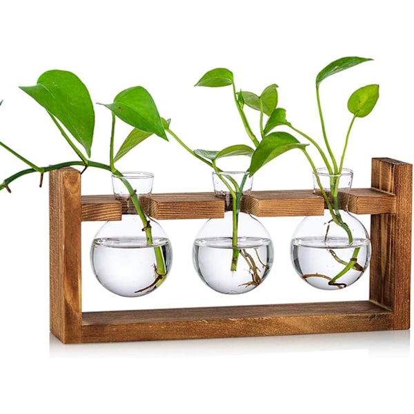 Glasvas i form av ett ekollon, glasbehållare blomkruka med träställ för placering av gröna vattenväxter, lämplig för dekoration av matbord och skrivbord i hemmet