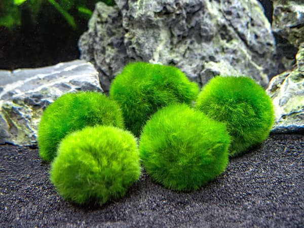 10 Marimo-leväpalloa 2,5 cm, simuloitu vihreä leväpallo