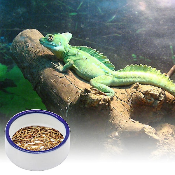 Reptilmatskål Ödla Gecko Mat Vattenfat Skäggagam Foderfat (Medium）
