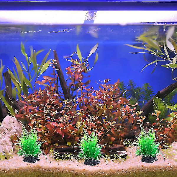 3 stk Akvariumgress