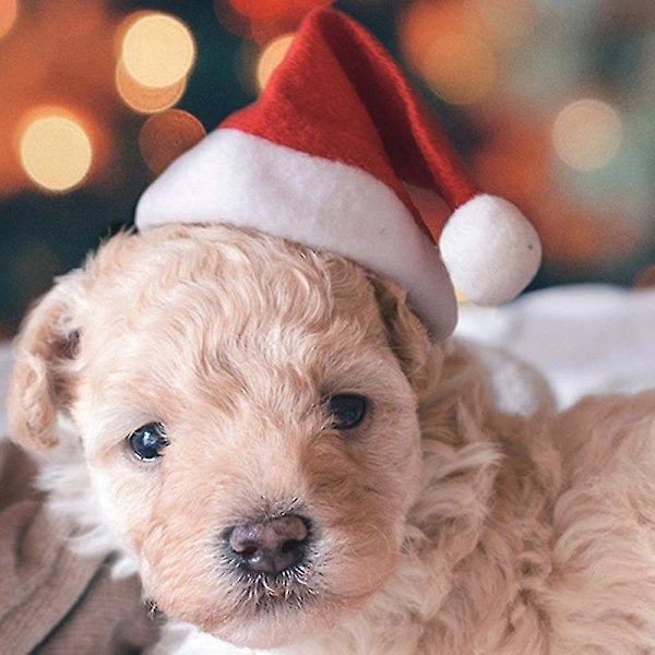Jultomtehatt i plysch för små husdjur, hund och katt, juldekoration, hatt för hemmet, Happy Anne-present