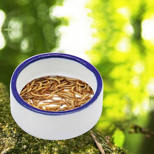 Reptilmatskål Ödla Gecko Mat Vattenfat Skäggagam Foderfat (Medium）