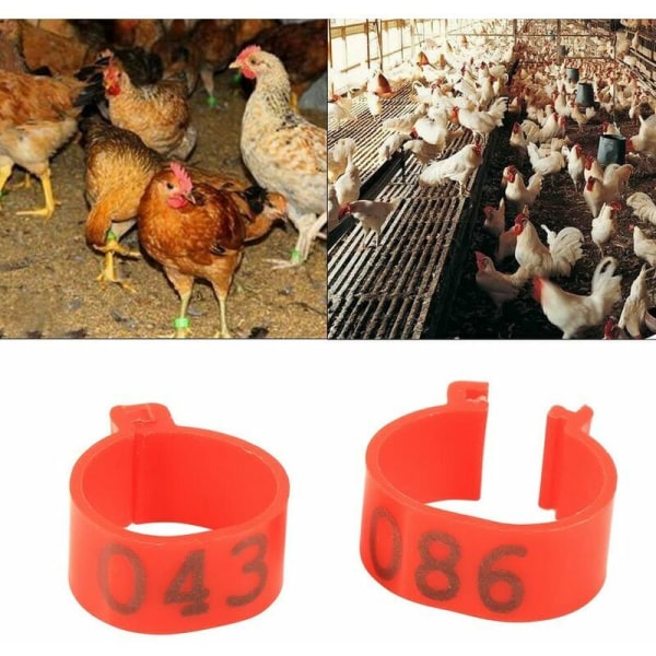Benringar, fjäderfäbenringar, 16MM 001-100 tång Benbandsringar för kycklingar, ankor, höns, fjäderfä, 100 st/påse (slumpmässig färg),HANBING