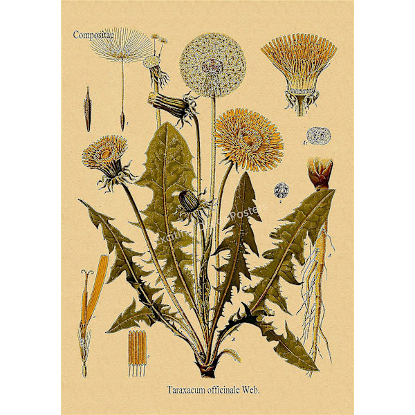 Växtblommstudie Retro Poster Botaniska Tryck Affischer Kraftpapper Vintage Hem Vardagsrum Dekor Estetisk Konst Väggmålning(A4,1)