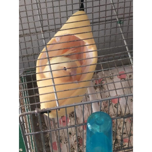 Pieni Lemmikkitalo Veneen Muotoinen Papukaija Rotta Hammock Riippuva Sänky Hamsterin Pesä Tarvikkeet Linnuille Pesä