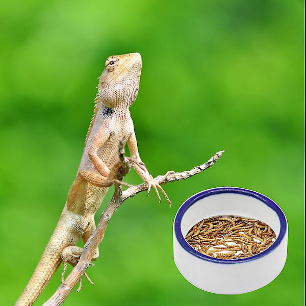 Reptilmatskål Ödla Gecko Mat Vattenfat Skäggagam Foderfat (Medium）