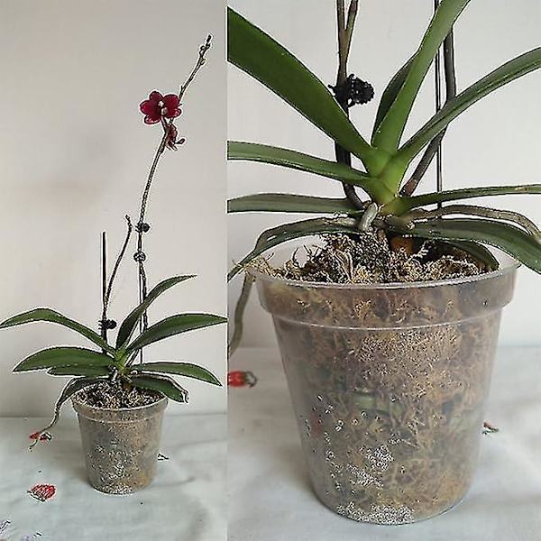 10 stk gjennomsiktige blomsterpotter i plast, små plastpotter for orkideer, potte for orkideer, hage, balkong osv.