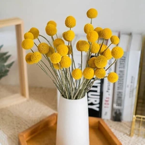 /EA/40 st torkade Craspedia-blommor torkade Billy Button-bollar blommor