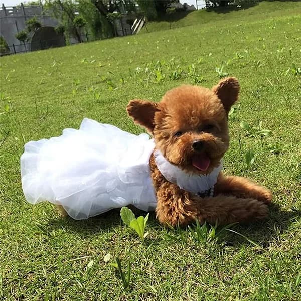 /EA/Bröllopsklänning för hund med pärlhalsband och rosa prickar