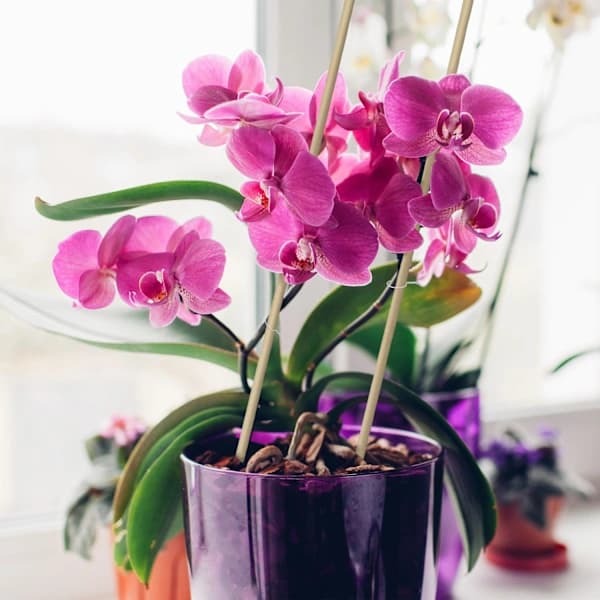 /EA/Blompinnar 60 cm i set om 50