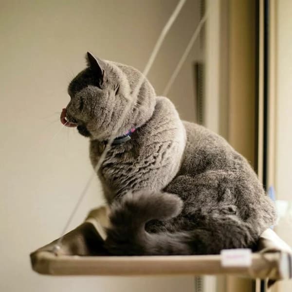/EA/1 katteseng: vindushengekøye for katter
