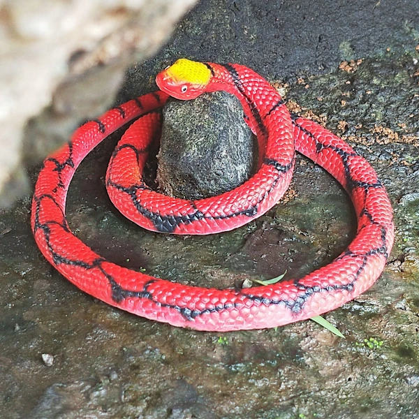 /EA/1 kpl simuloitu kumikäärme väärennetty punainen python eläinlelu Hallow