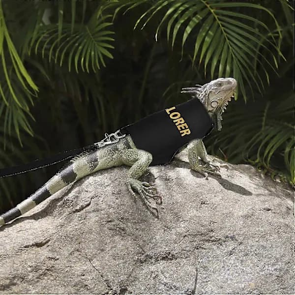 /EA/ Skäggagam Sele för att förhindra flykt