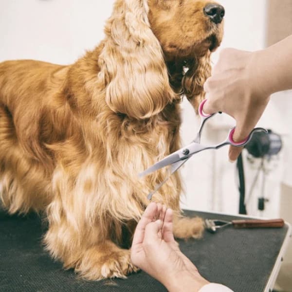 /EA/Bøyde hundesakser 7 tommer sølv/rosa