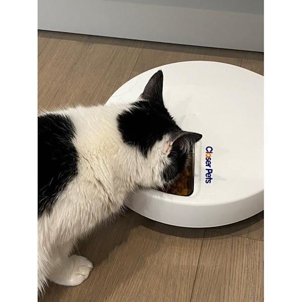 Closer Pets Femmålsautomatisk husdjursmatare med insatser i rostfritt stål (C500) Vit