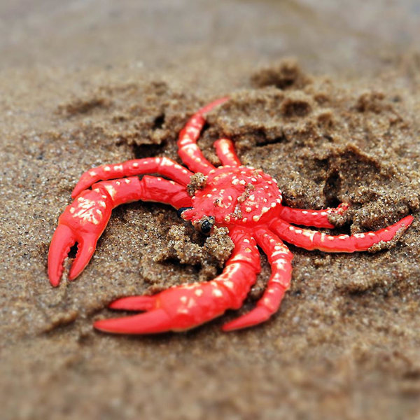 Simulering Eremitkrabba Marint djur Pvc-modell Skrivbordsdekor Utbildning Barnleksak Green Swimming Crab