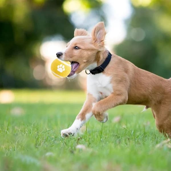 Hundleksaker - 3-pack - Hundpussel - Interaktiv - Tåliga elastiska filthundbollar för apportering - Interaktiv hundleksak