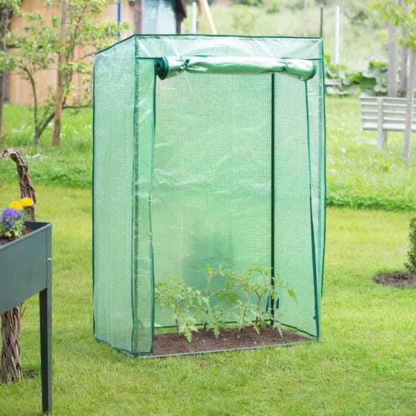 Växthus för tomatodling