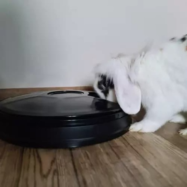 [NT] Fôrautomat for hund - Automatisk mater
