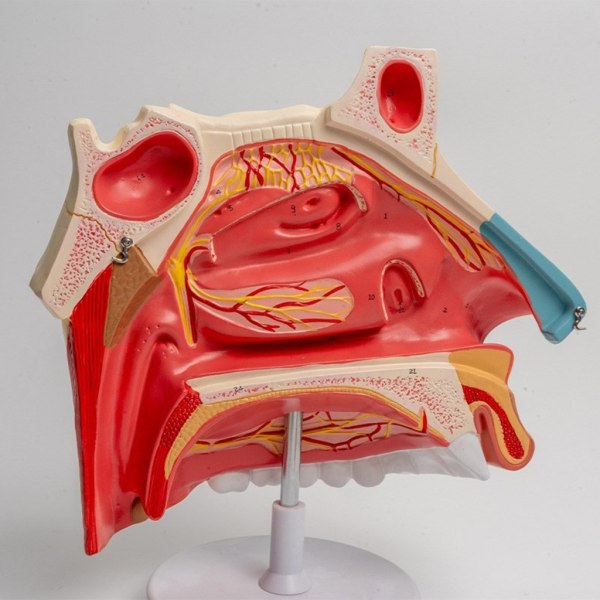 Human näshålans anatomimodell för sjukdomsstudie, anatomisk näshålamodell för skolmedicinska läromedel