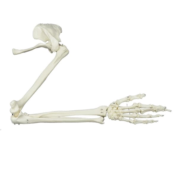 Livsstørrelse Menneskelig Armledsmodel Armskeletmodel Anatomisk Armmodel til Studie