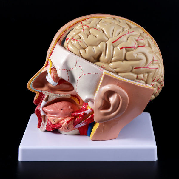 Mänsklig anatomi för huvudet skalle hjärnan cerebral artär anatomisk modell för undervisning