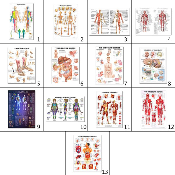 Anatomisk set - laminerat - muskulärt, skelett, matsmältningsorgan, andningsorgan null - 6