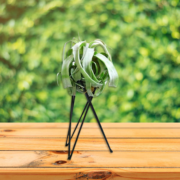 Luftväxthållare Metall Blomkrukställ Geometriskt järn Tillandsia Display Art White