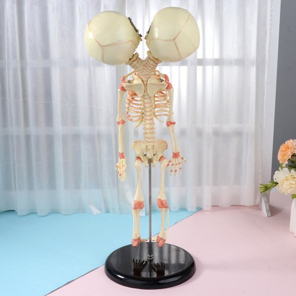 37 cm Mänsklig dubbel för huvudet Baby skalle Skeleton Anatomy Brain Display Study Teach